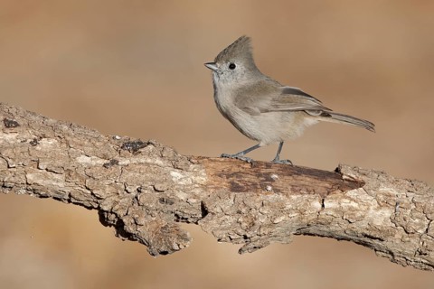 Oak Titmouse (Baeolophus inornatus) perched on a branch, California, USA