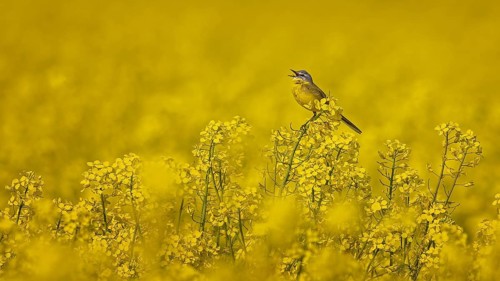 Western Yellow Wagtail (Motacilla flava) singing in a rape field, Saxony-Anhalt, Germany