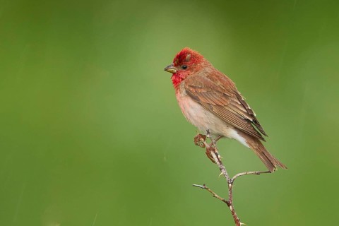Common Rosefinch (Carpodacus erythrinus) male, Armenia