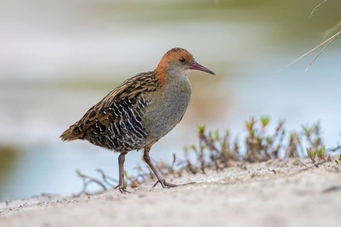 Lewin's Rail (Lewinia pectoralis) male, Victoria, Australia