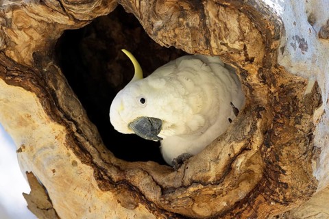 Sulphur-crested Cockatoo (Cacatua galerita) in nesting hollow, Victoria, Australia