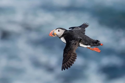 Atlantic Puffin (Fratercula arctica) flying, Iceland