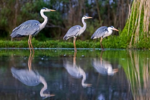Grey Heron (Ardea cinerea) group, Kiskunsag National Park, Hungary