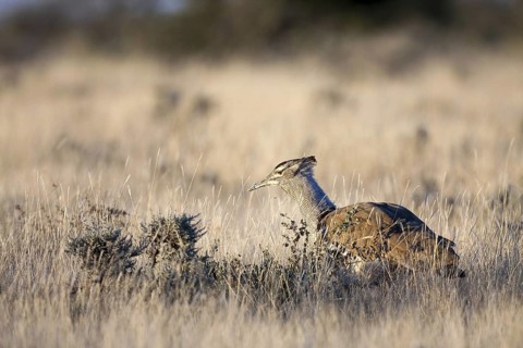 Kori Bustard (Ardeotis kori), Etosha, Namibia
