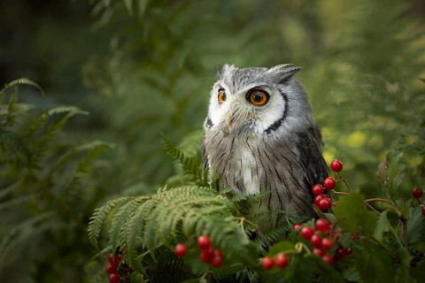 Southern White-faced Owl (Ptilopsis granti) captive, Germany