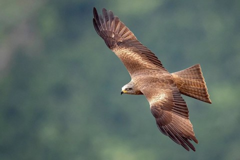 Black Kite (Milvus migrans) flying, Madrid, Spain