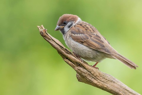 Eurasian Tree Sparrow (Passer montanus) perched on a branch, Lower Saxony, Germany