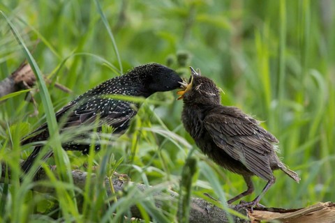 Common Starling (Sturnus vulgaris) feeding young on the ground, Hesse, Germany