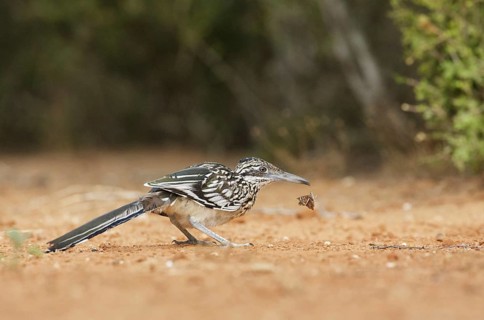 Greater Roadrunner (Geococcyx californianus), Texas, USA