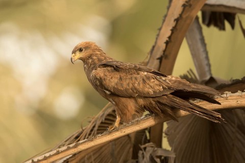 Black Kite (Milvus migrans), Gambia