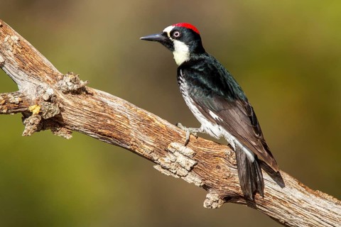 Acorn Woodpecker Melanerpes formicivorus Santa Rita Mountains, Santa Cruz County, Arizona, United