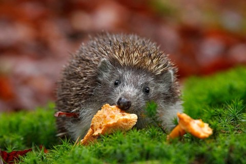 Cute European Hedgehog, Erinaceus europaeus, eating orange mushroom in the green moss