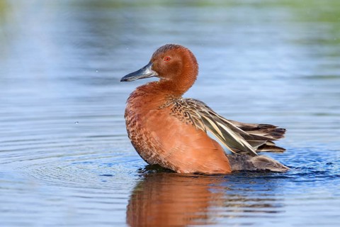 Cinnamon Teal (Spatula cyanoptera) male, British Columbia, Canada