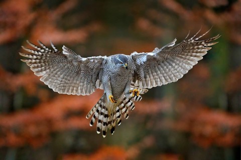 Goshawk flying, bird of prey with open wings with evening sun back light, nature forest habitat,