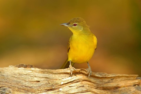 Yellow-bellied Greenbul, Chlorocichla flaviventris, African song bird sitting on the old tree