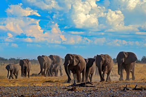 Big African Elephants herd, with blue sky and white clouds, Etosha NP, Namibia in Africa. Elephant