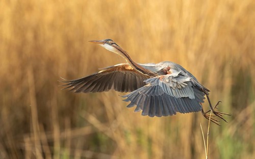 Purpurreiher (Ardea purpurea)