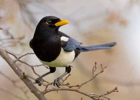 A Yellow-billed Magpie (Pica nuttalli), endemic to California, perched in a deciduous oak tree near