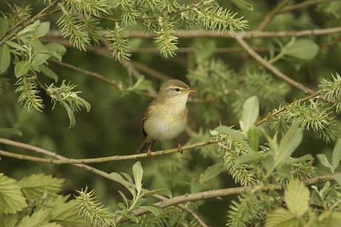 Willow Warbler (Phylloscopus trochilus), Lower Saxony, Germany