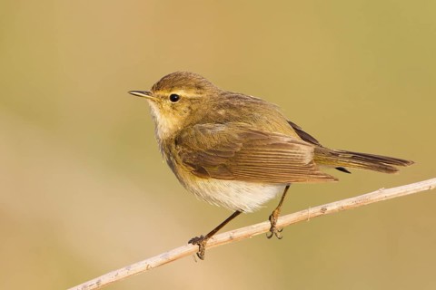 Common Chiffchaff (Phylloscopus collybita), Baden-Wuerttemberg, Germany