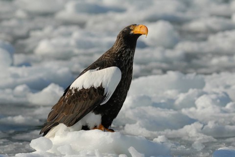 Steller's Sea Eagle (Haliaeetus pelagicus), Hokkaido, Japan