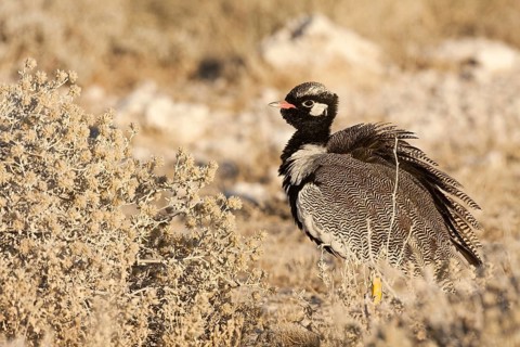 Northern Black Korhaan (Afrotis afraoides) male, Etosha, Namibia