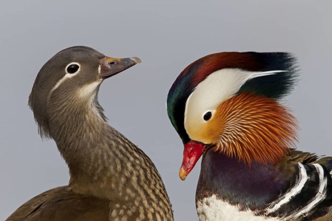 Mandarin Duck (Aix galericulata), Baden-Wuerttemberg, Germany