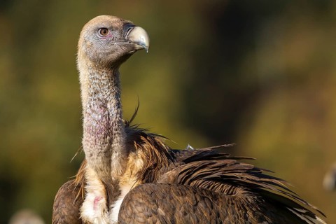 Griffon Vulture (Gyps fulvus), portrait, Castilla Leon, Spain
