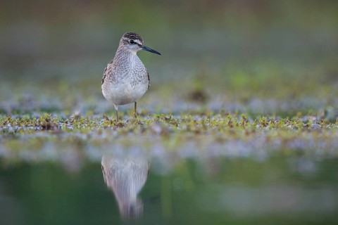 Wood Sandpiper (Tringa glareola) foraging, North Rhine-Westphalia, Germany