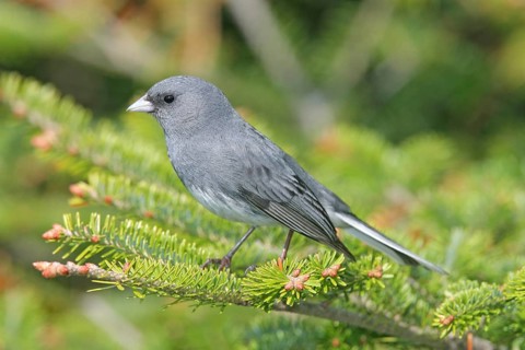 Dark-eyed Junco Junco hyemalis Mt. Mitchell, North Carolina, United States 14 May Adult Male