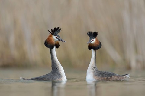 Great Crested Grebe (Podiceps cristatus) pair displaying, North Rhine-Westphalia, Germany