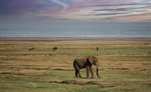 African elephant (Loxodonta africana) lonely elephant bull in savanna, Serengeti National Park;
