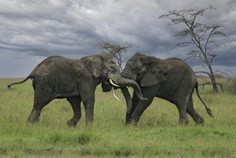 African elephant (Loxodonta africana) two fighting bulls, Serengeti National Park; Tanzania