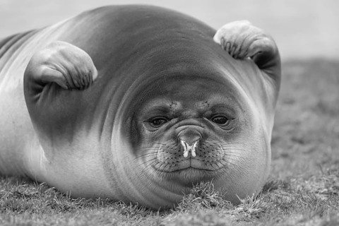 Southern Elephant Seal (Mirounga leonina) female resting, South Georgia