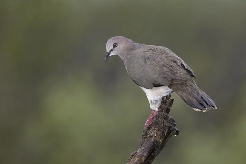 White-tipped Dove (Leptotila verreauxi), Texas, USA