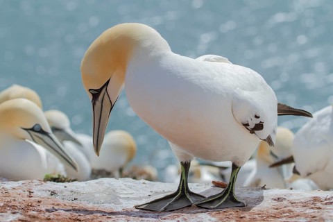 Northern Gannet (Morus bassanus), Schleswig-Holstein, Germany
