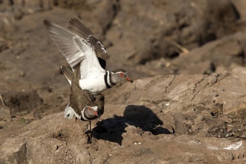 Driebandplevier, Three-banded Plover, Charadrius tricollaris