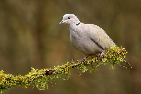 Eurasian Collared Dove (Streptopelia decaocto) perches on a mossy branch in Victoria, British