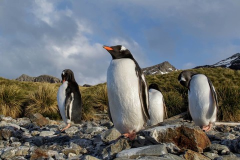 Gentoo Penguin (Pygoscelis papua) perched on a rocky beach on South Georgia Island