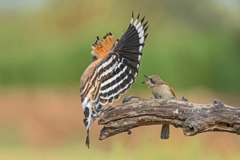 Eurasian Hoopoe & Red-backed Shrike (Upupa epops & Lanius collurio) perched on a branch, Aosta