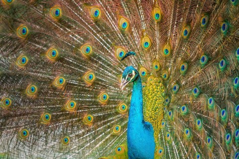 Indian Peafowl (Pavo cristatus), male at courtship display, Castilla Leon, Spain