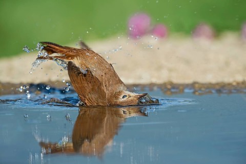Common Nightingale (Luscinia megarhynchos) bathing in waterhole, Aosta Valley, Italy