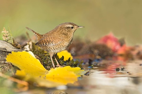 Eurasian Wren (Troglodytes troglodytes) at waterhole, Aosta Valley, Italy