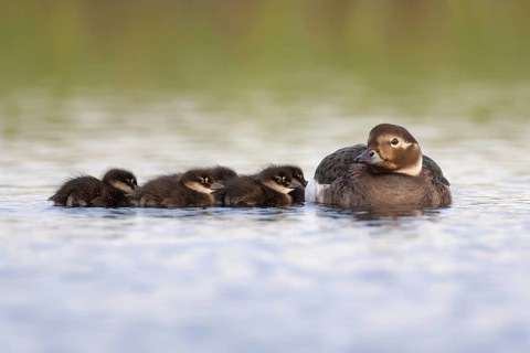 Long-tailed Duck (Clangula hyemalis) with chicks, Varanger, Norway