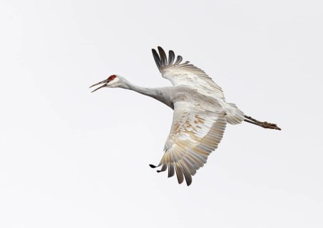 Sandhill Crane (Antigone canadensis) flying, New Mexico, USA