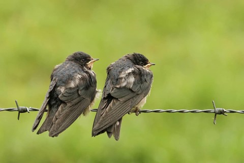 Barn Swallow (Hirundo rustica) juvenile, Lower Saxony, Germany