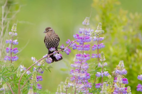 Red-winged Blackbird (Agelaius phoeniceus) female, Washington, USA