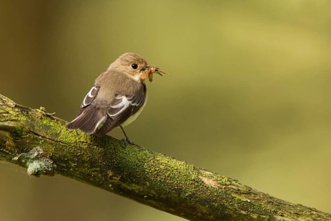 European Pied Flycatcher (Ficedula hypoleuca) female, Utrecht, Netherlands