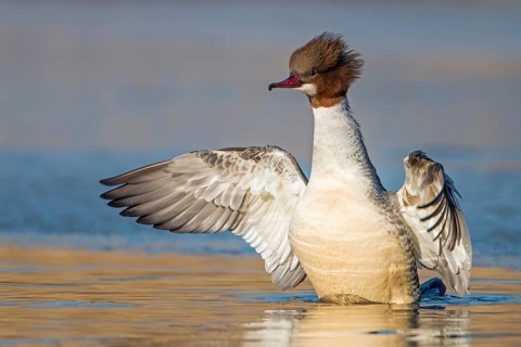 Common Merganser (Mergus merganser) female, Saxony-Anhalt, Germany
