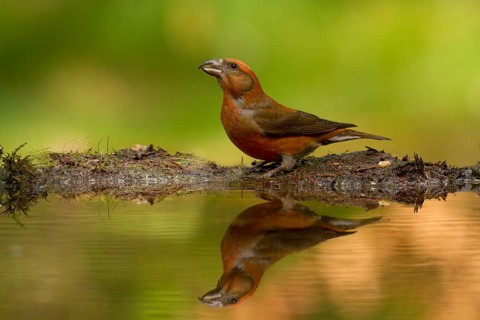 Red Crossbill (Loxia curvirostra) male, Utrecht, Netherlands